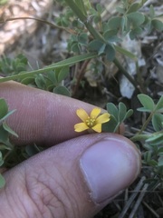 Oxalis albicans