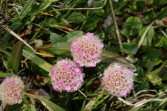 Armeria maritima sibirica