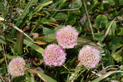 Armeria maritima sibirica