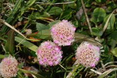 Armeria maritima sibirica