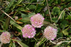 Armeria maritima sibirica
