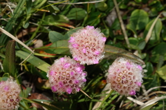Armeria maritima sibirica