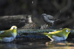 Cinnyris chalybeus albilateralis