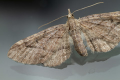 Eupithecia unicolor