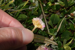 Armeria maritima sibirica