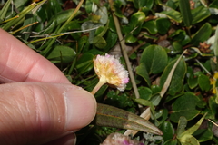 Armeria maritima sibirica
