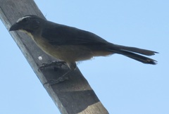 Saltator coerulescens