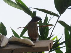 Saltator coerulescens