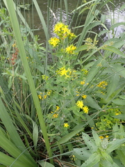 Hypericum tetrapterum