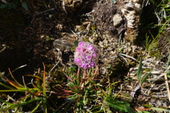 Armeria maritima sibirica