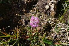 Armeria maritima sibirica