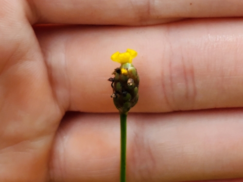 Image of Xyris difformis by (c) Samuel A Schmid, PhD, PWS, some rights reserved (CC BY)