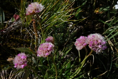 Armeria maritima sibirica