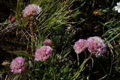 Armeria maritima sibirica