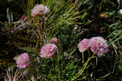 Armeria maritima sibirica