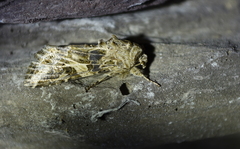 Spodoptera praefica