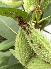 Oncopeltus fasciatus