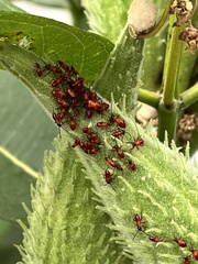 Oncopeltus fasciatus