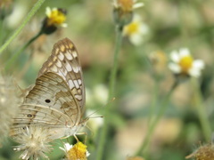 Anartia jatrophae