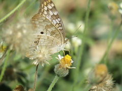 Anartia jatrophae