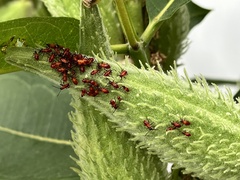 Oncopeltus fasciatus