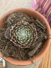 Sempervivum arachnoideum