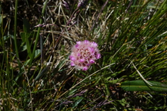 Armeria maritima sibirica