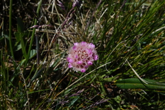 Armeria maritima sibirica