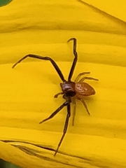 Misumenoides formosipes