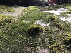 Racomitrium venustum