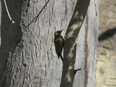 Piculus chrysochloros