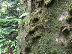 Racomitrium venustum