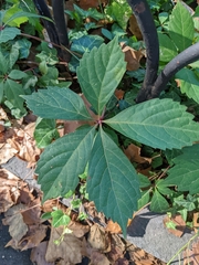 Parthenocissus quinquefolia