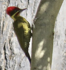 Piculus chrysochloros