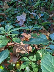 Parthenocissus quinquefolia