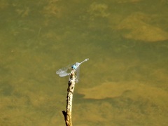 Micrathyria aequalis