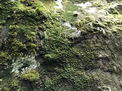 Racomitrium venustum