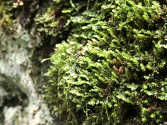 Racomitrium venustum