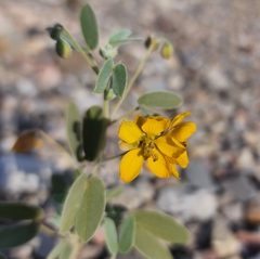 Senna bauhinioides