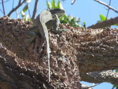 Iguana iguana