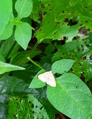 Macrochilo litophora