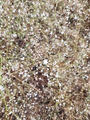 Eriogonum spergulinum