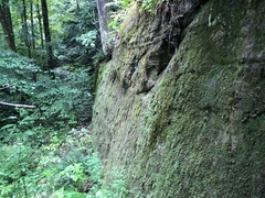 Racomitrium venustum