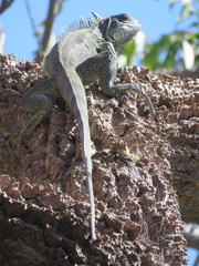 Iguana iguana