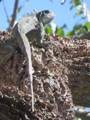 Iguana iguana