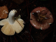 Russula integra