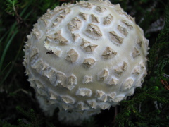 Amanita muscaria alba