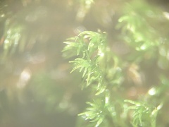 Racomitrium venustum