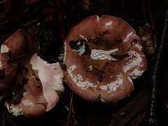 Russula integra