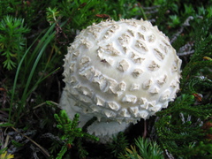 Amanita muscaria alba